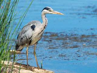 Grey Heron (ardea cinereaf ) fishing in lake