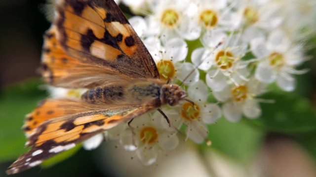 Butterfly on white inflorescences in the spring. Pestrokrylnitsa volatile or Pestrokrylnitsa Levan, Araschnia levana on a flower collecting nectar. Crataegus monogyna in spring. White inflorescences