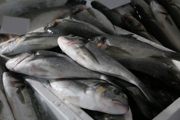 Obraz premium Different sea fish at a fish market in Croatia