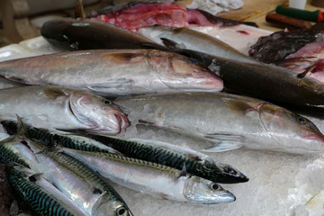 Different sea fish at a fish market in Croatia