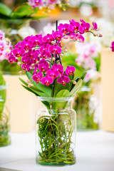 Orchid flower. Phalaenopsis orchid. beautiful flowers