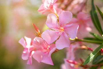 Fototapeta premium Beautiful pink nerium oleander flowers on bright summer day