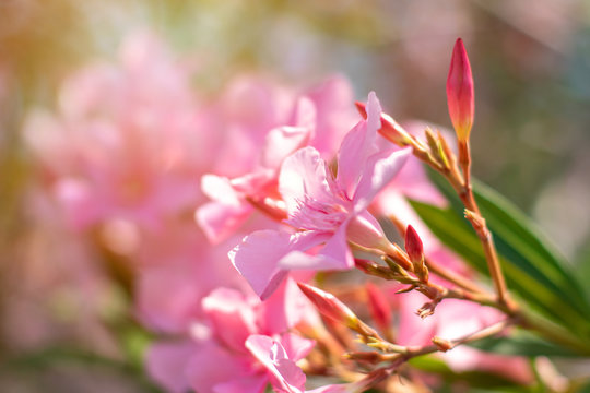 Beautiful pink nerium oleander flowers on bright summer day