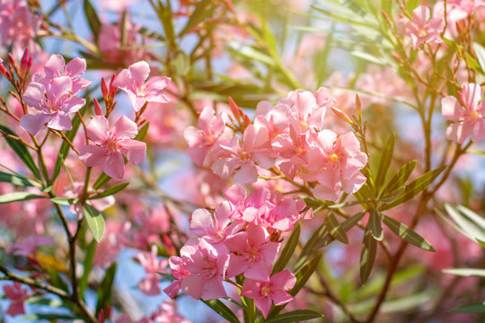 Beautiful pink nerium oleander flowers on bright summer day