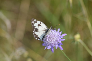 Mariposa en estado salvaje