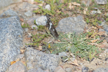 Mariposa en estado salvaje