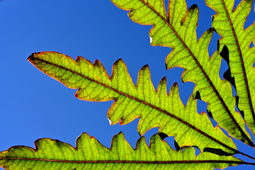 Folha de planta verde close-up com céu azul