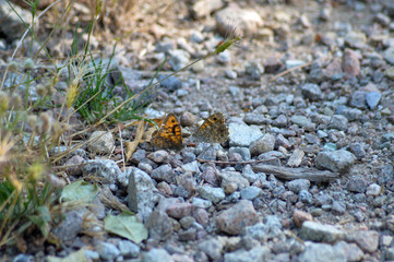 Mariposa en estado salvaje