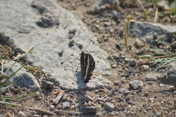 Mariposa en estado salvaje