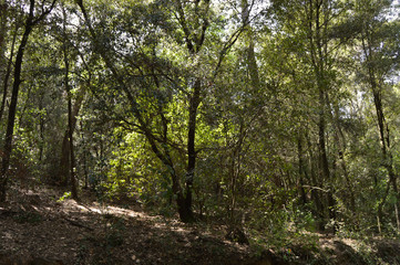 Fototapeta na wymiar Bosque y sus árboles