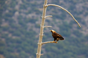 Spanish imperial eagle (Aquila adalberti), also known as the Iberian imperial eagle, Spanish  or Adalbert's eagle sitting on the branch.