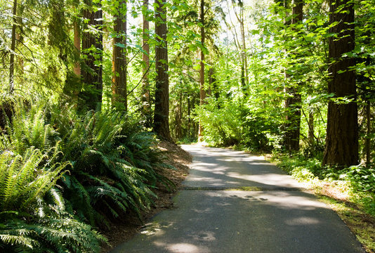 Road in Forest