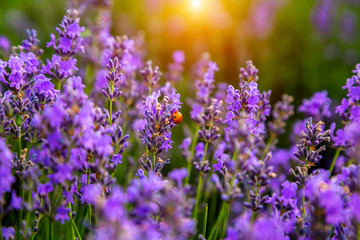 Beautiful lavender fields on a sunny day. Moldova.