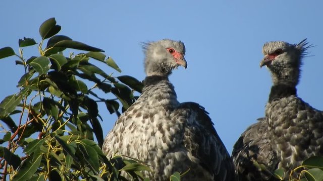 4k shot of 2 Southern Screamers (Chauna torquata) also known as the Crested Screamer on top of a large Eucalyptus tree in Southern Brazil.
