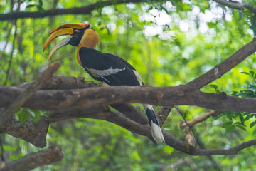 Hornbills, bird on the tree