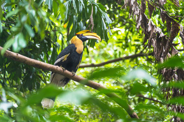 Hornbills, bird on the tree