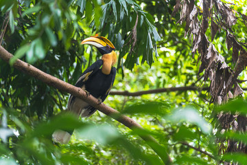 Hornbills, bird on the tree