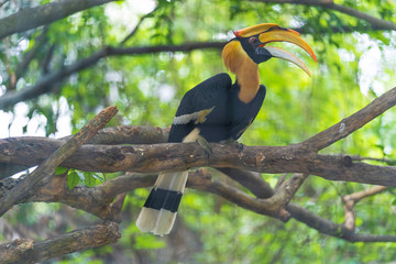 Hornbills, bird on the tree
