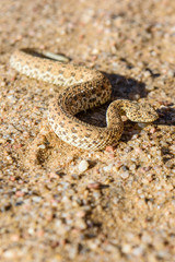 Sidewinder snake on a sand dune in the Namib desert, Namibia