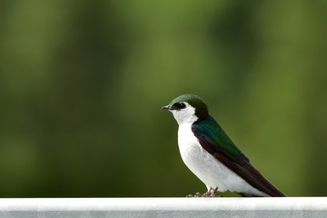 Violet-green Swallow (Tachycineta thalassina)