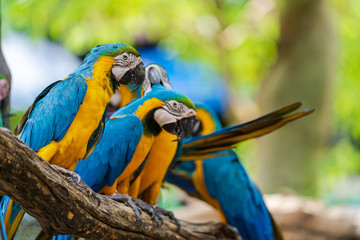 Group of colorful macaw on tree branches