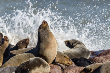 Fototapeta premium A male seal shows his dominance by arching his back at one of the largest colonies of Cape Fur Seals in the world, Cape Cross, Skeleton Coast, Namibia