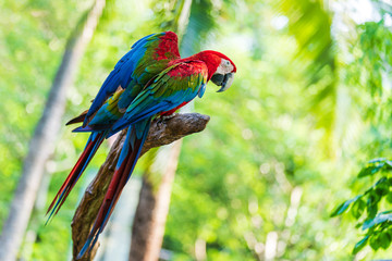 Group of colorful macaw on tree branches
