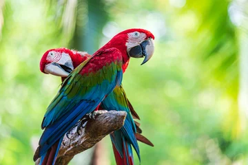 Blackout curtains Brasil Group of colorful macaw on tree branches
