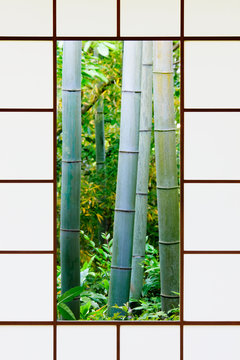 Bamboo Forest Through a Rice Paper Window