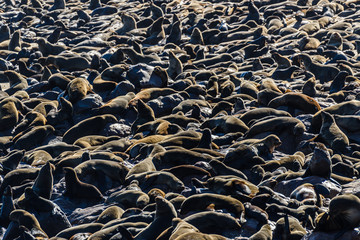 One of the largest colonies of Cape Fur Seals in the world, Cape Cross, Skeleton Coast, Namibia
