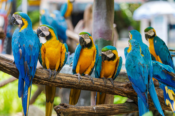 Group of colorful macaw on tree branches