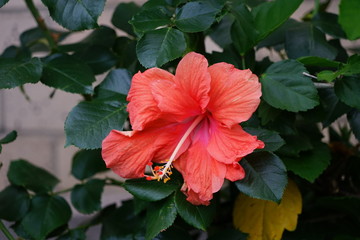 Peach Hibiscus Flower Isolated in a Garden