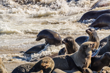 One of the largest colonies of Cape Fur Seals in the world, Cape Cross, Skeleton Coast, Namibia