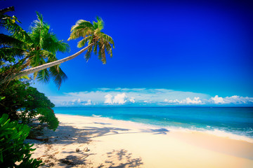 Fototapeta na wymiar Tropical Island with a paradise beach and palm trees