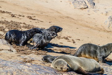 Young seal pups run down a sandy slope at one of the largest colonies of Cape Fur Seals in the world, Cape Cross, Skeleton Coast, Namibia