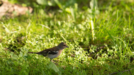 little bird in the grass on the ground