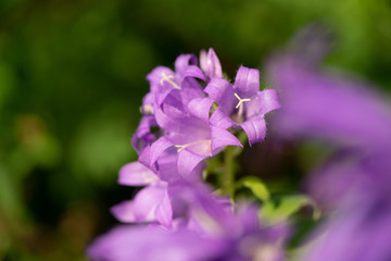 beautiful purple flowers on green foliage background