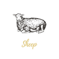 Sheep vector illustration. Sheep hand drawing. Sheep sketch
