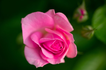 rose flower gently pink color, macro photo with blur