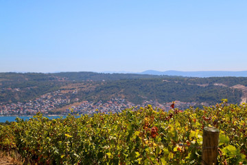 Fototapeta na wymiar Vineyard on a hill above Ciovo island near Split, Croatia. Selective focus.