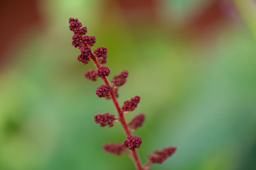 Red sprout grass florets. macro photo