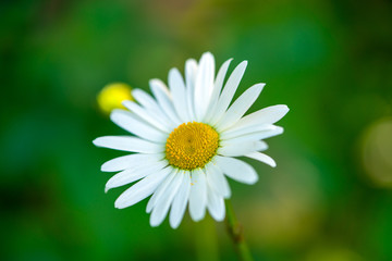 Obraz na płótnie Canvas white daisy flowers on green background
