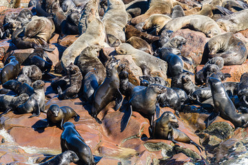 One of the largest colonies of Cape Fur Seals in the world, Cape Cross, Skeleton Coast, Namibia