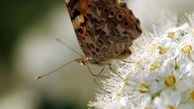 Butterfly on white inflorescences in the spring. Pestrokrylnitsa volatile or Pestrokrylnitsa Levan, Araschnia levana on a flower collecting nectar. Crataegus monogyna in spring. White inflorescences