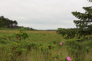 Küstenlandschaft auf der Nordseeinsel Föhr