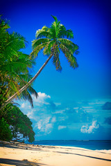 Tropical Island with a paradise beach and palm trees