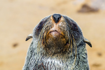 Cute seal at one of the largest colonies of Cape Fur Seals in the world, Cape Cross, Skeleton Coast, Namibia