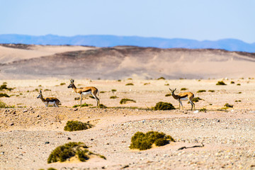 Fototapeta na wymiar Springbok on the African savannah through severe heat haze shimmer, Namibia.