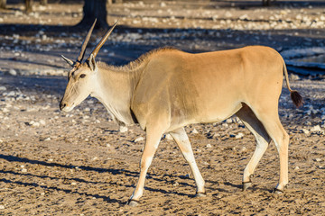Common eland, the second largest of all antelopes, reaching around 1.6m at the shoulder.