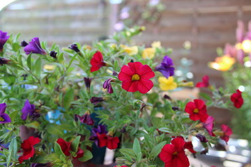 Fototapeta na wymiar Petunia flowers in the garden